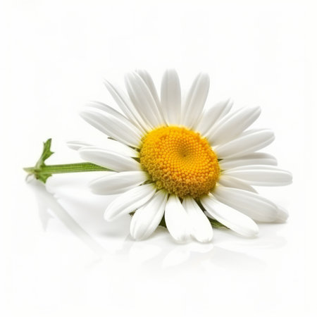 Chamomile flower on white background. Illustration Generative AIの素材