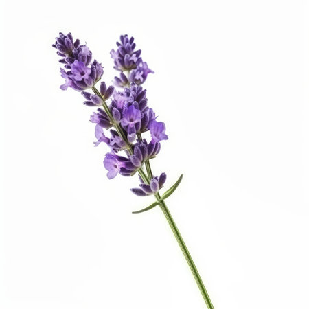 Lavender flower isolated on white. Illustration Generative AIの素材