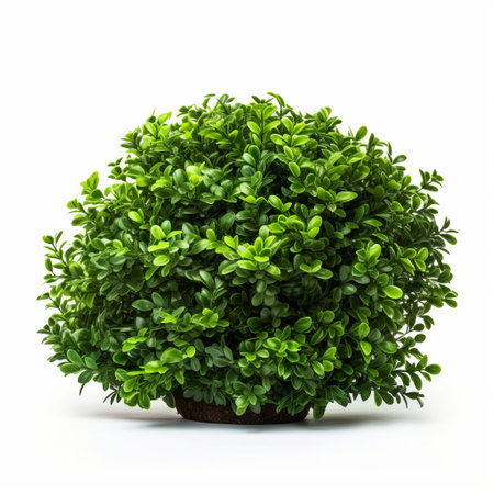 Green bush isolated. Illustration Generative AIの素材
