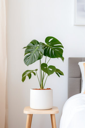 A minimalist bedroom with a striking monstera deliciosa plant in a sleek white planter.の素材
