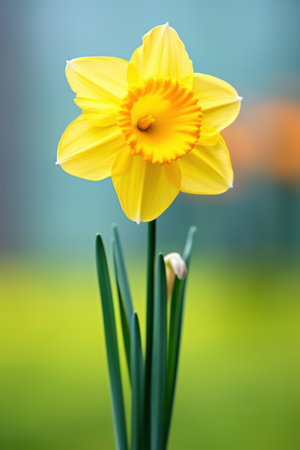 a bright yellow daffodil with a blurred green background.の素材