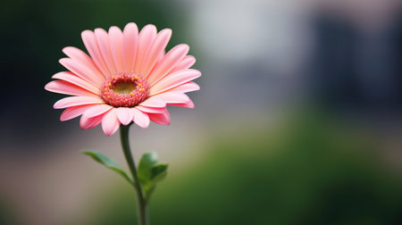 a single, delicate flower, such as a daisy or a tulip, with a blurred background.の素材