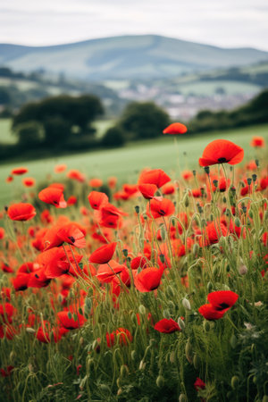 A field of red poppies in the foreground with a blurred green background and copy space to the right.の素材