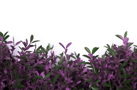 lilacs frame on a white background flowerの素材