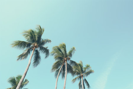 palm trees standing horizontally against the sky.の素材
