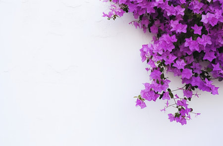 a white wall with purple flowers.の素材