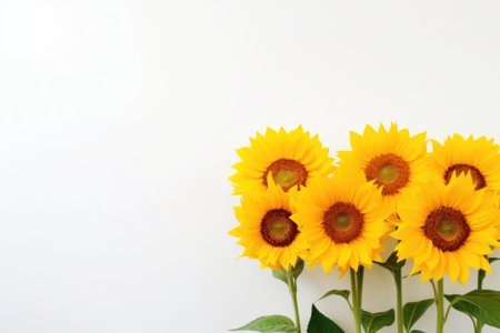 arrangement of sunflowers in natural arrangement on whiteの素材
