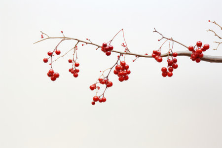 Chinese new year decorations hanging from branches,の素材