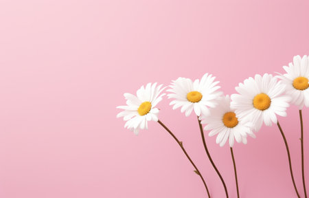 some daisies on a pink background,の素材