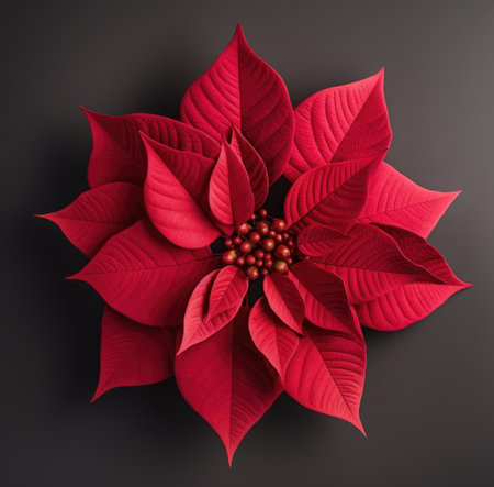 a red poinsettia flower on a white background,.の素材