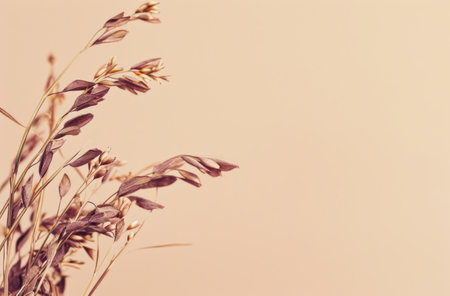 sage grass on a beige background.の素材