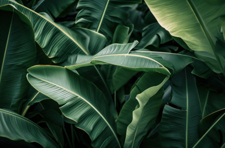 close up of banana leaves.の素材