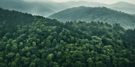 a big green forest on the side of a mountain.の素材