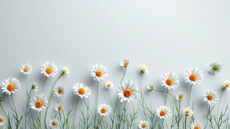 A minimalist design with a row of daisies along the bottom and room for text.の素材