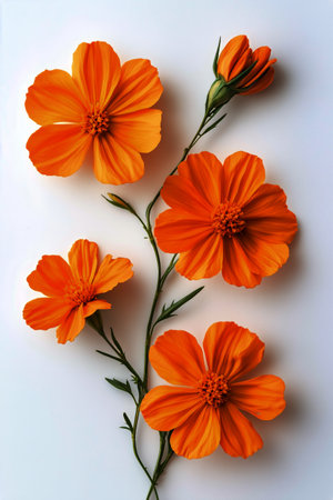 A collection of vibrant orange flowers with intricate petal shapes is displayed on a clean white background, showing their natural beauty and delicate details.の素材