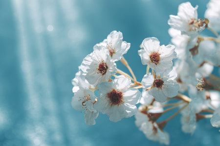 Delicate white cherry blossoms thrive against a bright blue background during spring. The sunlight enhances their beauty, creating a serene and refreshing scene.の素材