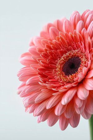 A vibrant pink gerbera daisy is displayed in close-up, showing its distinct petals and central structure. The soft light highlights its beauty and intricate details.の素材