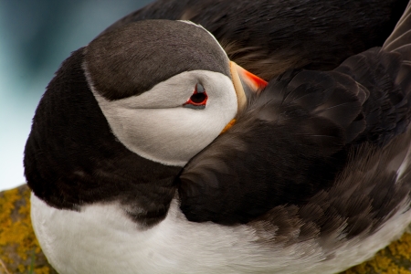 Puffin at restの写真素材