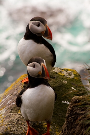 Puffin at Látrabjarg in Icelandの写真素材