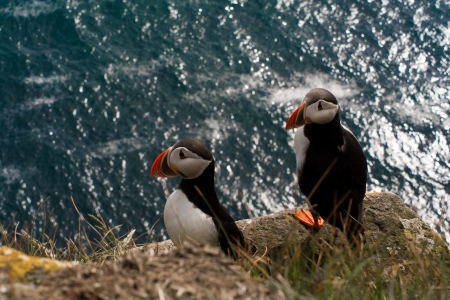 Couple of puffin facing the seaの写真素材