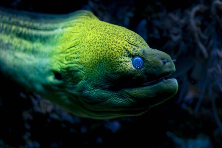 Close up on a mureana eyes
