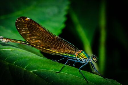 Calopteryx splendens has damselfly full of colorsの写真素材
