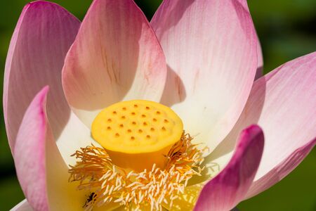 Heart of a lotus pink lotus flowerの写真素材