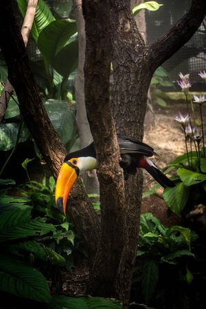 Toucan has a long and colorfull beak