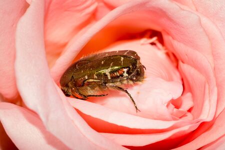 Green rose chafer oronia aurata inside a rose flowerの写真素材