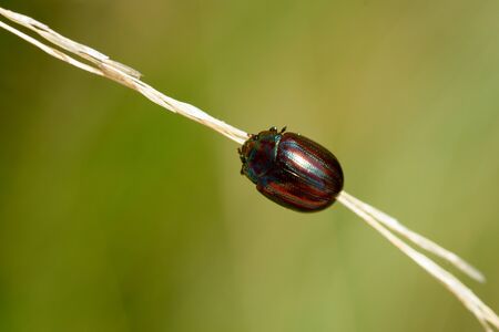 Colorfull american chrysolina hanging on a stemの写真素材