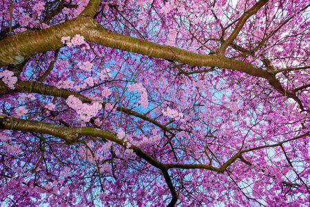 Cherry tree blossom during spring daysの写真素材