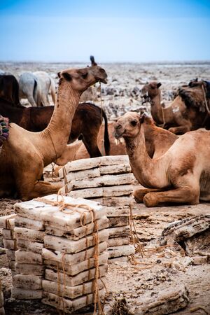 Camels waiting for their salt block loadの写真素材