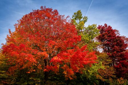 Different colors from trees found in new englandの写真素材