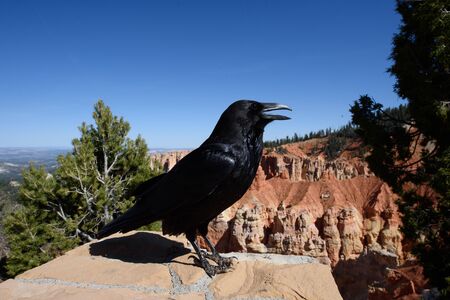 Black raven a comon bird found in Bryce canyonの写真素材
