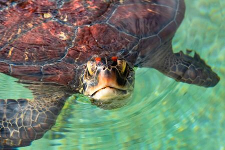 Close up view on a green sea turtle headの写真素材