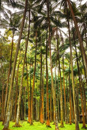 Palm tree forest on La Reunion islandの写真素材