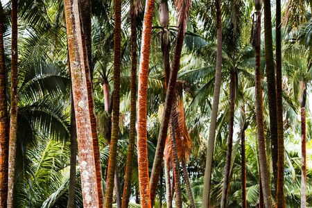 Details of plam tree trunksの写真素材