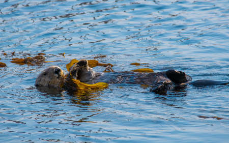 Sea otter resting near Morro rock on California coastの写真素材