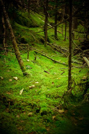 Green moss under pine treesの写真素材