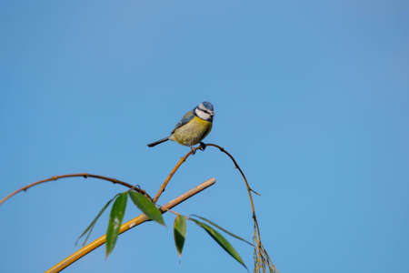 European blue tit hanging on a bamboo branchの写真素材