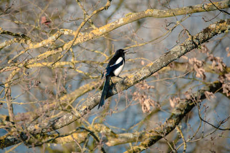 Black and white european magpieの写真素材