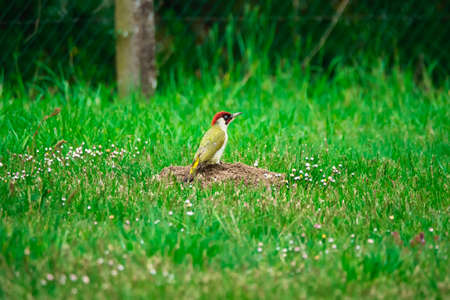 European green woodpecker on a clod in a gardenの写真素材