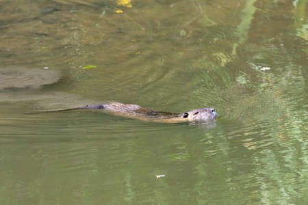 Coypu or nutria swiming at the surface of the water