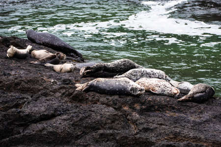 Group of harbor seal near Yaquina headの写真素材