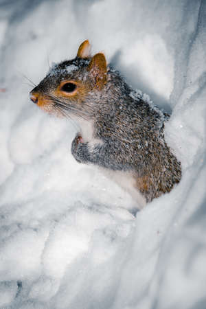 Gray squirrel out of a hole in the snowの写真素材