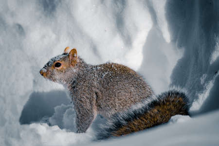 Gray squirrel in the snowの写真素材