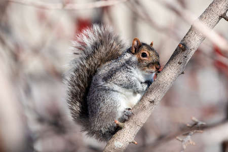gray squirrel holding on a branch