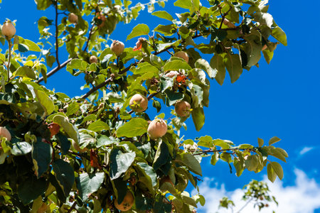 Quinces growing in a tree