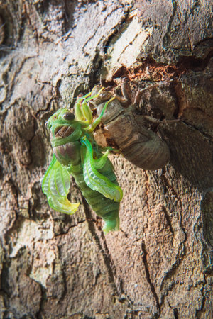 Cicada getting out of its chrysalis