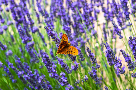 Silver-washed fritillary, Argynnis paphia, on a lavender flower